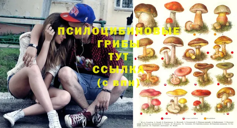 магазин продажи   Апшеронск  Галлюциногенные грибы Magic Shrooms 